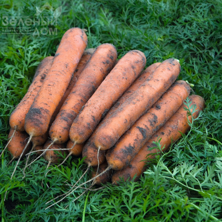 Номанітор F1 / Nominator F1,96 днів фото 1