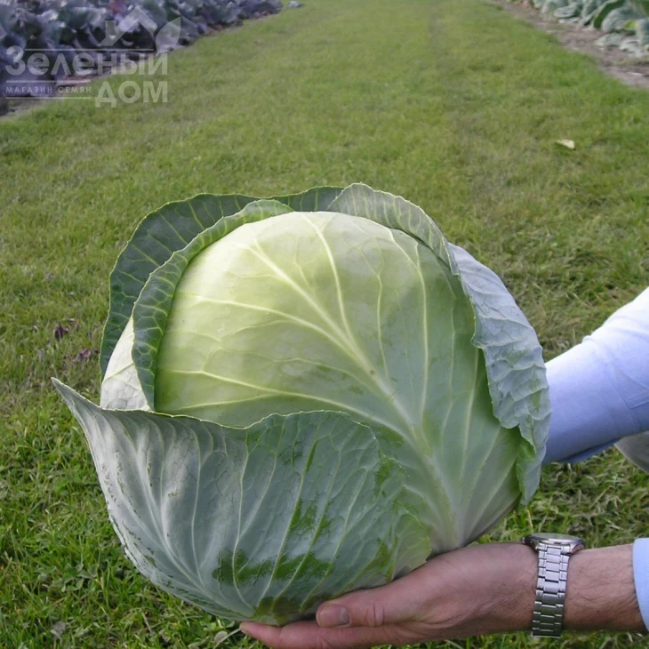 Трансам F1 / Transam F1,128 дней фото 2