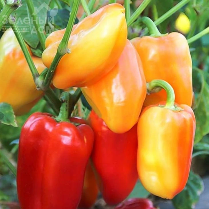 Барби F1 / Barbie F1,62-65 дней фото 1