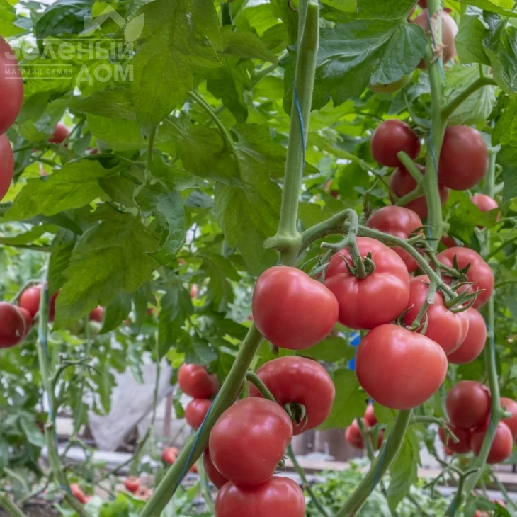 Эстет F1 / Estet F1 фото 1