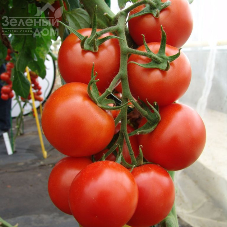 Педро F1 / Pedro F1 фото 1