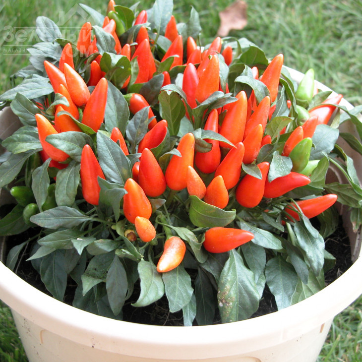 Оранета / Oraneta фото 1