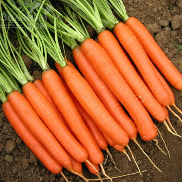 Романс F1 / Romans F1 фото 1