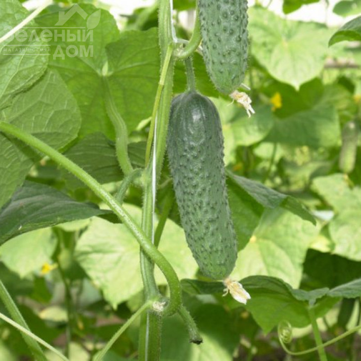 Мірабелл F1 / Mirabelle F1,40-45 днів фото 1