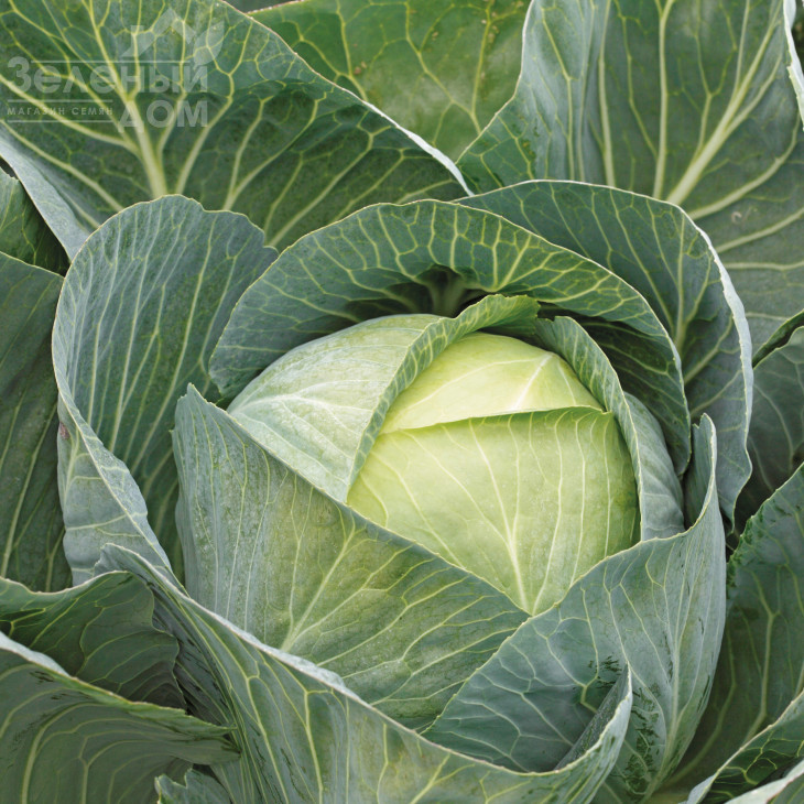 Сторідор F1 / Storidor F1,130-135 днів  фото 1