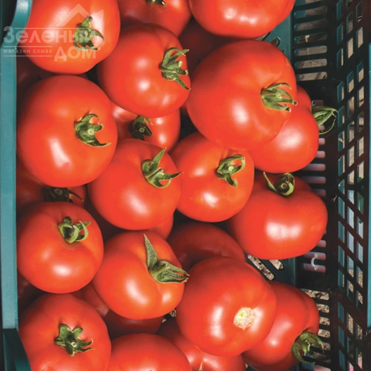 Капонет F1 / Caponet F1 фото 2