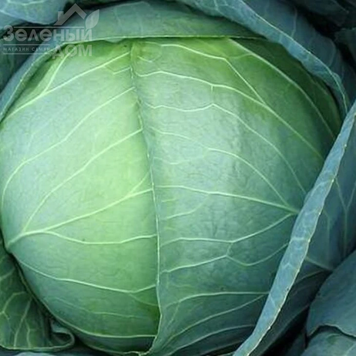 Бирюза / Biryuza фото 1