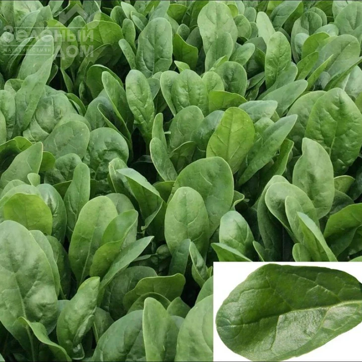 Апаче F1 / Apache F1 фото 1