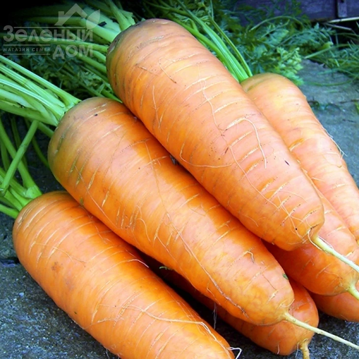 Катрин / Katrin,125-130 дней фото 1