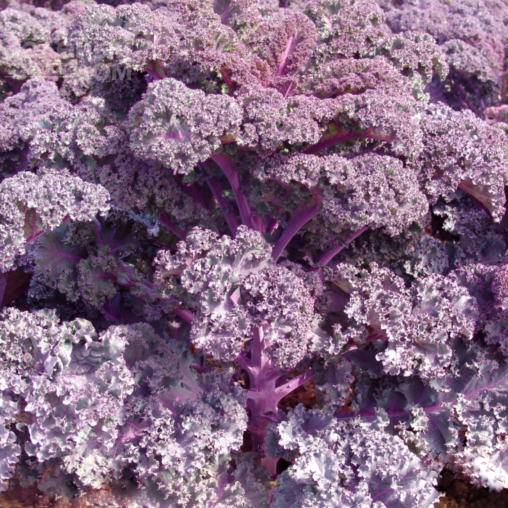 Скарлет / Skarlet,120 днів фото 1