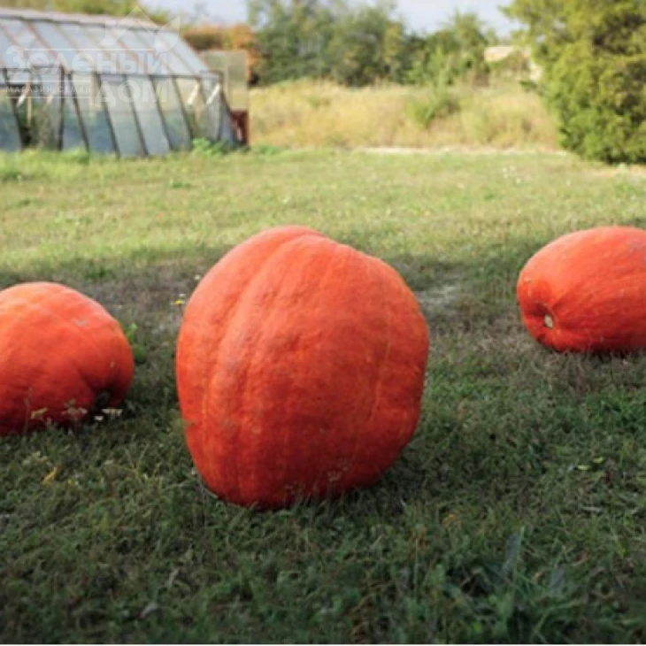 Голиаш / Goliash, 100-120 дней фото 1