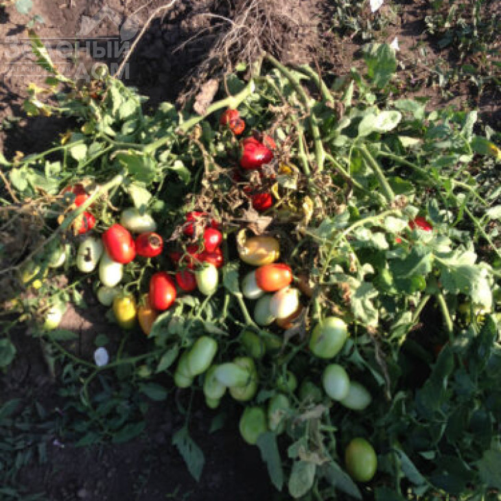 9985 F1 / 9985 F1, 120 днів фото 3