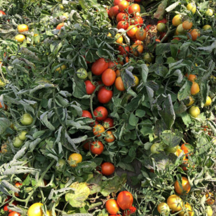 9969 F1 / 9969 F1, 105 днів фото 4