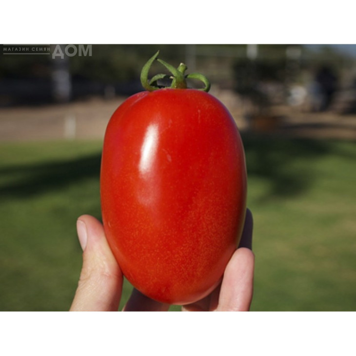 Галілея F1 / Galilea F1,70-75 днів фото 2