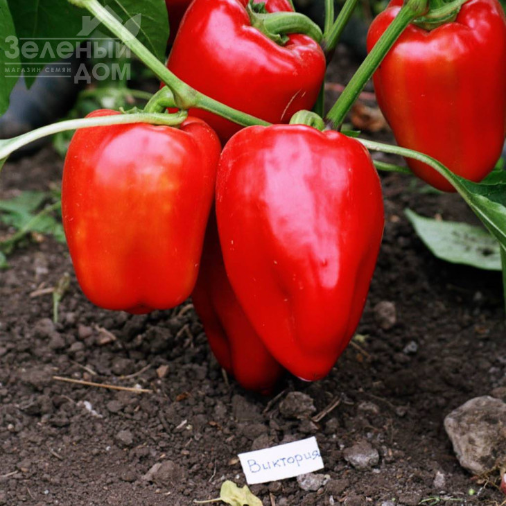 Вікторія / Viktoria фото 1