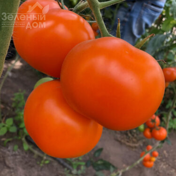 Єллоу Пешен F1 / Yellow Passion F1,100 днів фото 2