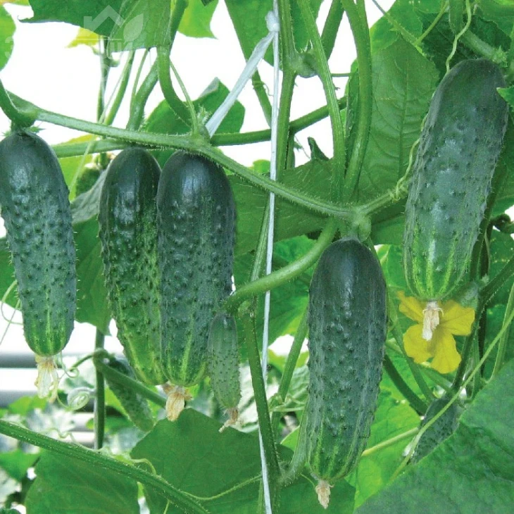 Афина F1 / Afina F1,38-40 дней фото 1