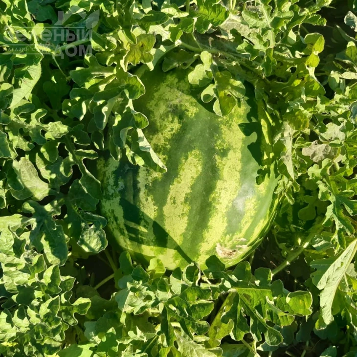 Ау Продюсер / AU Producer, 70-75 дней фото 3