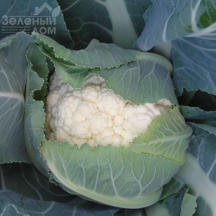 Рауль F1 / Raul F1,85-95 днів фото 1