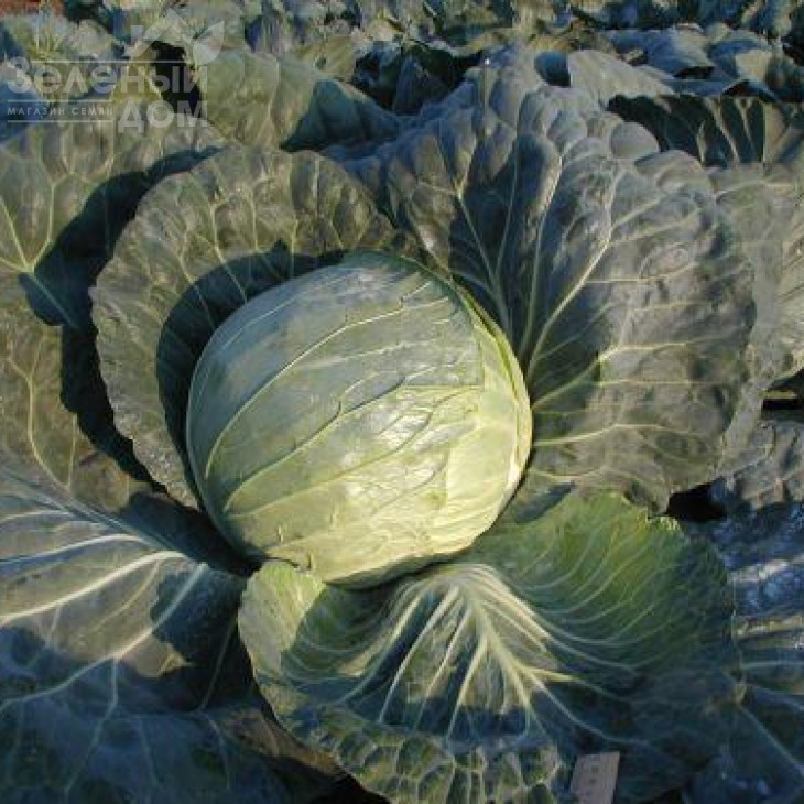 Браво F1 / Bravo F1,90-100 днів фото 4