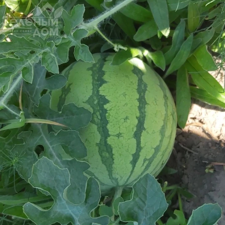 Оцелот F1 / Ocelot F1 фото 1