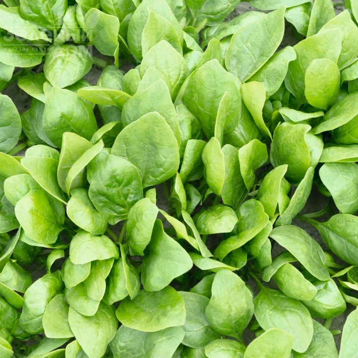 Рембрандт F1 / Rembrandt F1,58 дней фото 1