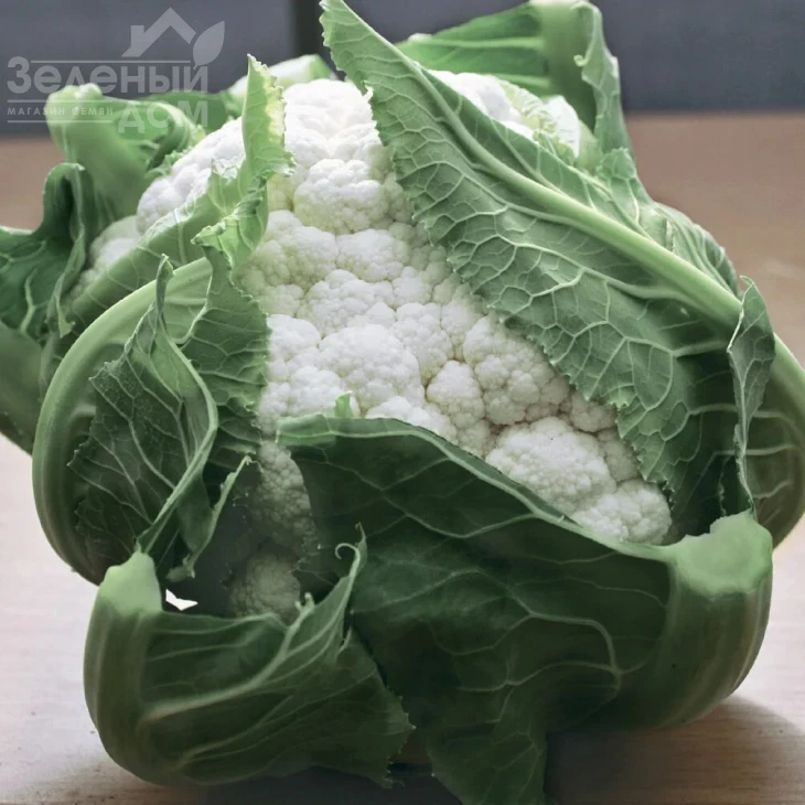 Бьянка F1 / Bianca F1,85-90 дней фото 1