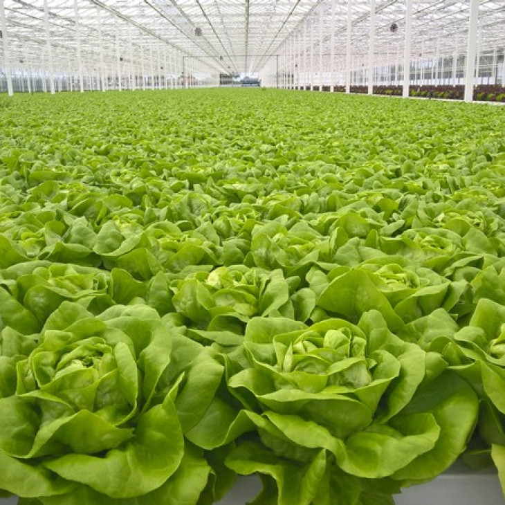 Ферлі / Ferly фото 2