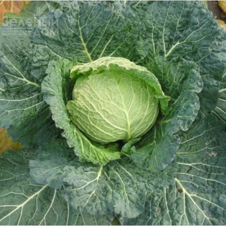 Савонарх F1 / Savonarh F1,90-95 дней  фото 1