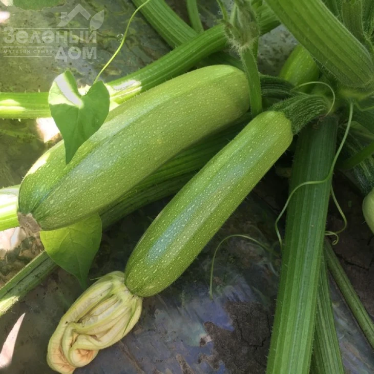 Ардендо 174 F1 / Ardendo 174 F1,40-45 дней фото 1