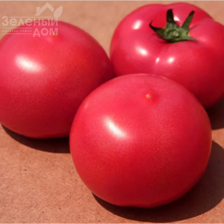 Дейзи (PL 6210) / Daisy (PL 6210) фото 5