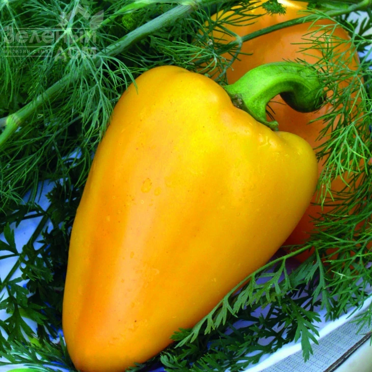 Богатырь / Bogatyr фото 1