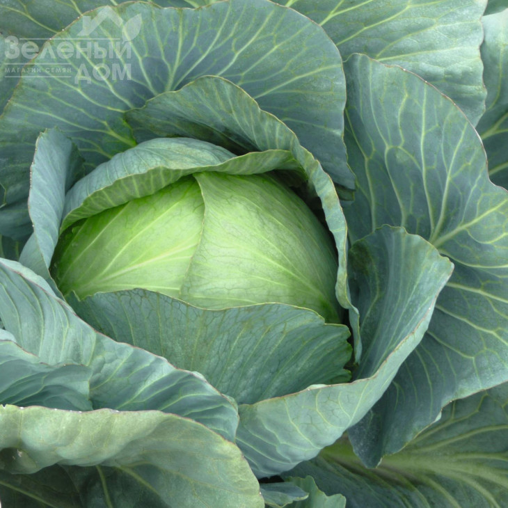 Парадокс F1 / Paradox F1,140 днів фото 2