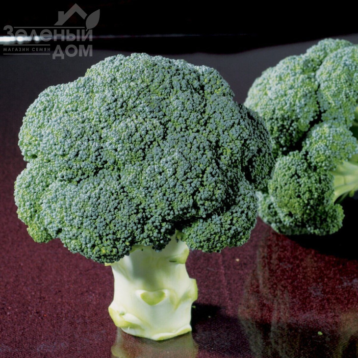 Чуббі F1 / Chubby F1,75-80 днів фото 1