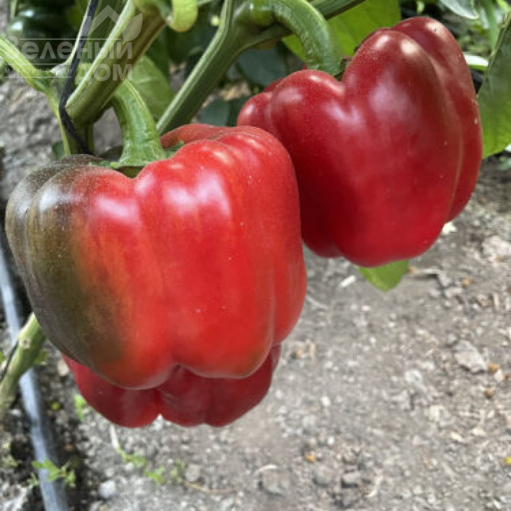 Аїда F1 / Aida F1, 60 днів фото 6