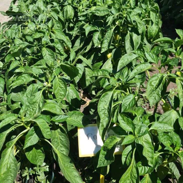 Сонетт F1 / Sonett F1, 70-75 днів фото 2