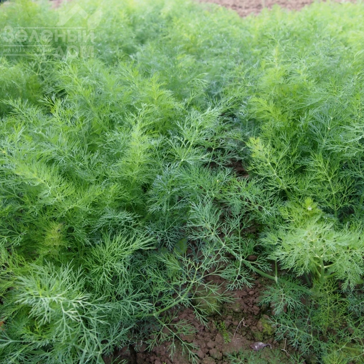 Монарх / Monarkh фото 1