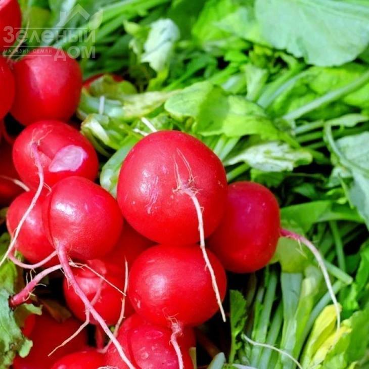 Примара F1 / Primara F1,20-25 дней фото 1