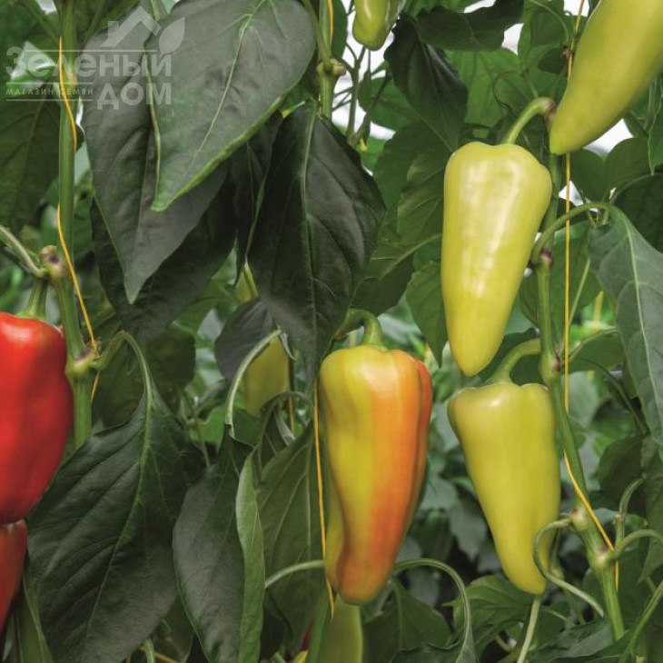 Дон F1 / Don F1,60-65 днів фото 1