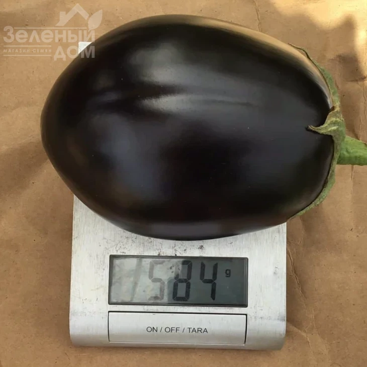 Рафаэла F1 / Rafaela F1, 65 дней фото 6