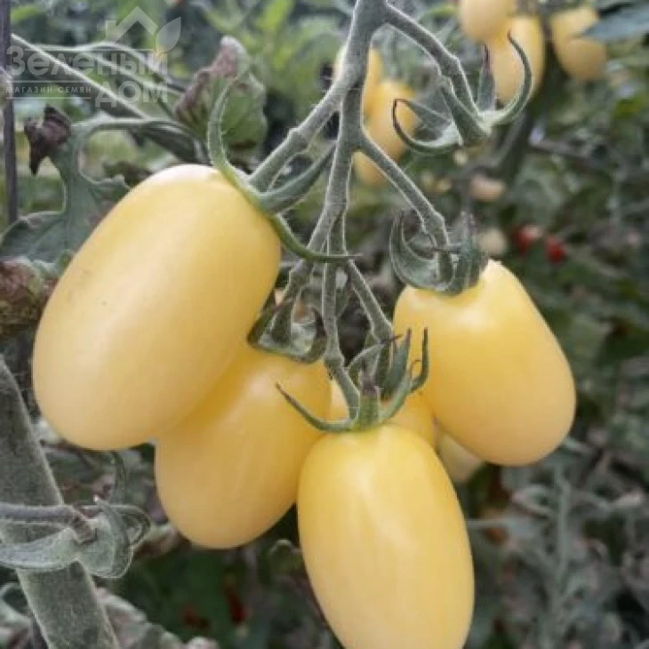 Смарт F1 / Smart F1, 95 дней  фото 3