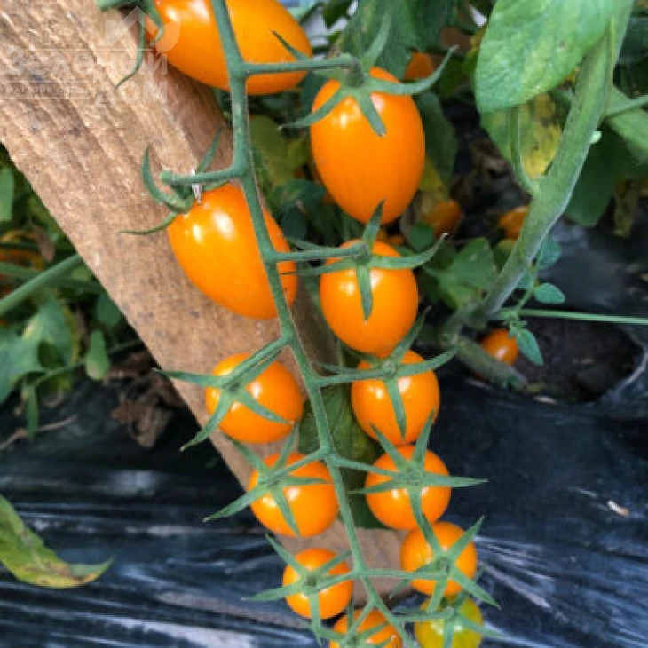 Миникин F1 / Minikin F1, 100 дней фото 6