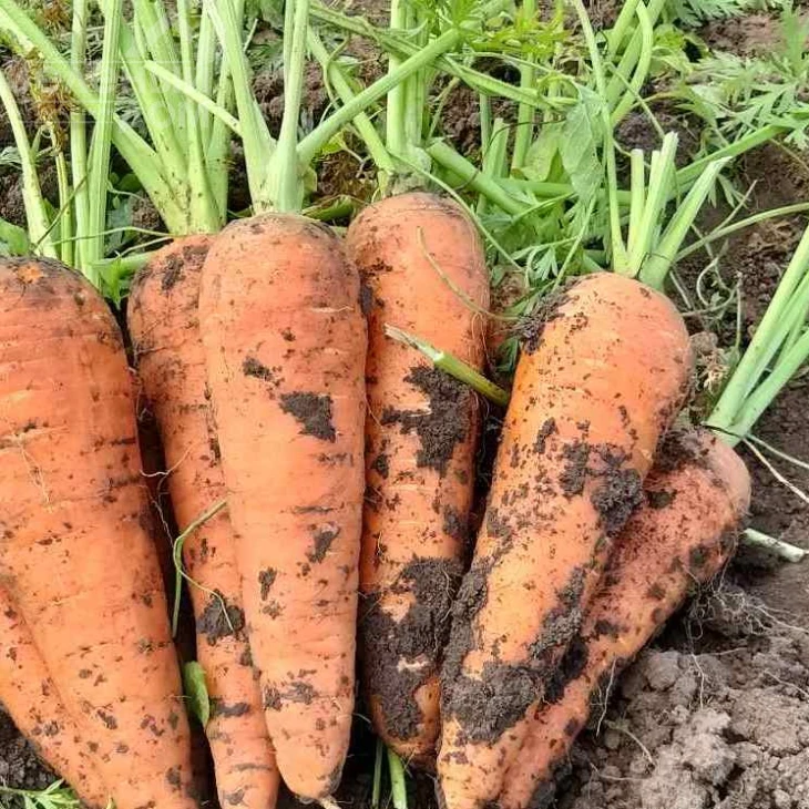 Эмперор F1 / Emperor F1,100-110 дней фото 2