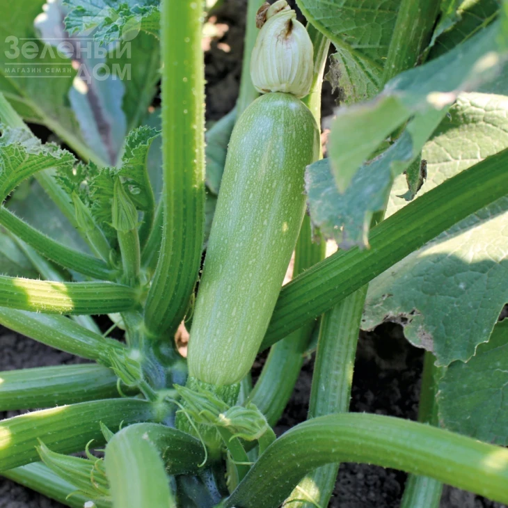 Дафна F1 / Dafna F1,40-45 дней фото 1