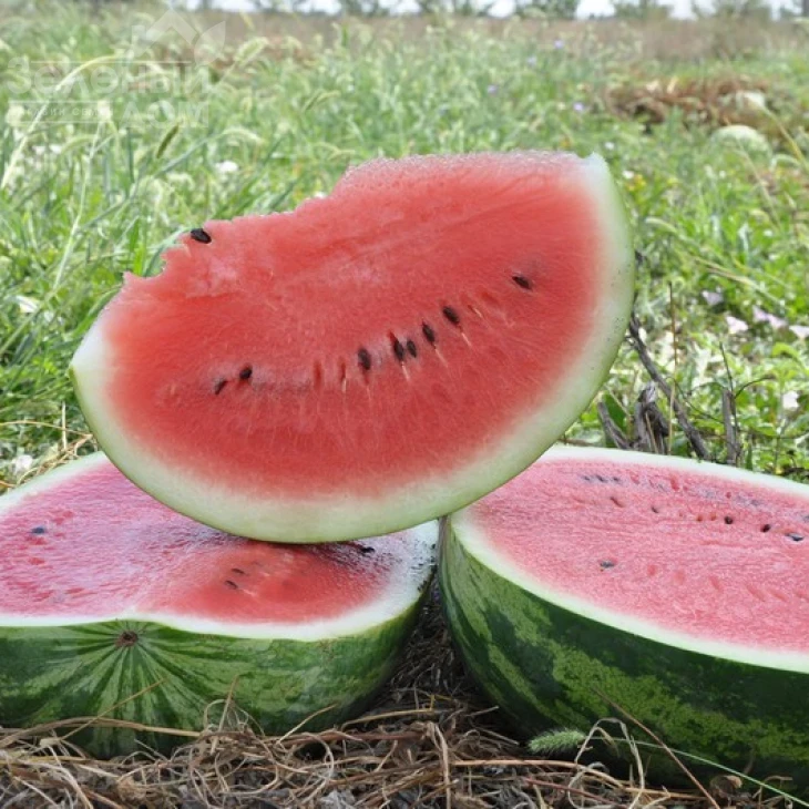 Колумбия F1 / Сolumbia F1,70-75 дней фото 1