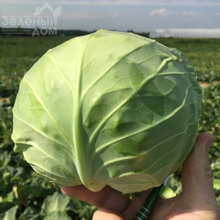 Пушма F1 / Pushma F1,48-52 дня фото 1