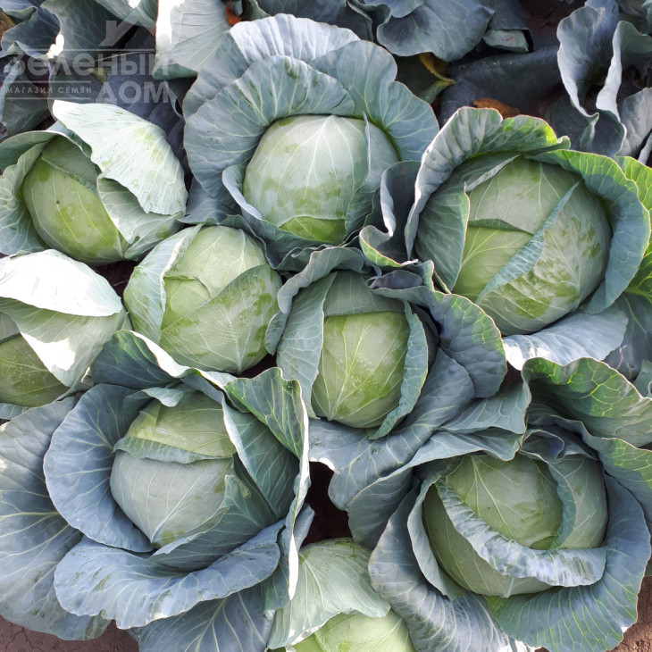 Мензанія F1 / Menzania F1,115 - 120 днів фото 8