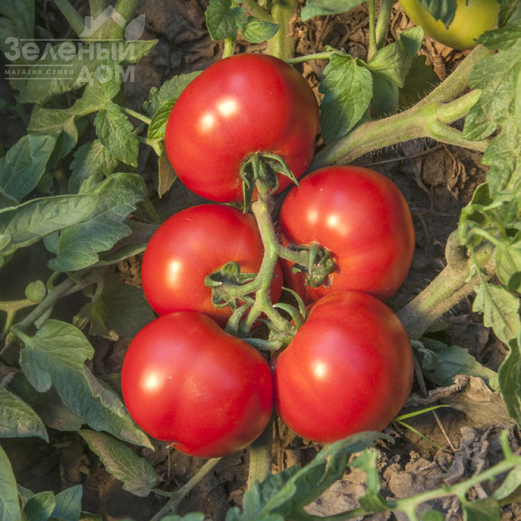 Джокер F1 / Joker F1,116-130 днів фото 1