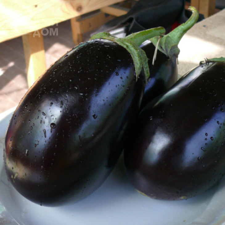 Чемодан F1 / Chemodan F1,90-105 днів фото 1