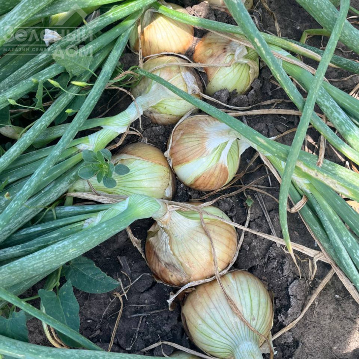 Елсі F1 / Elsi F1, 90-95 днів фото 1